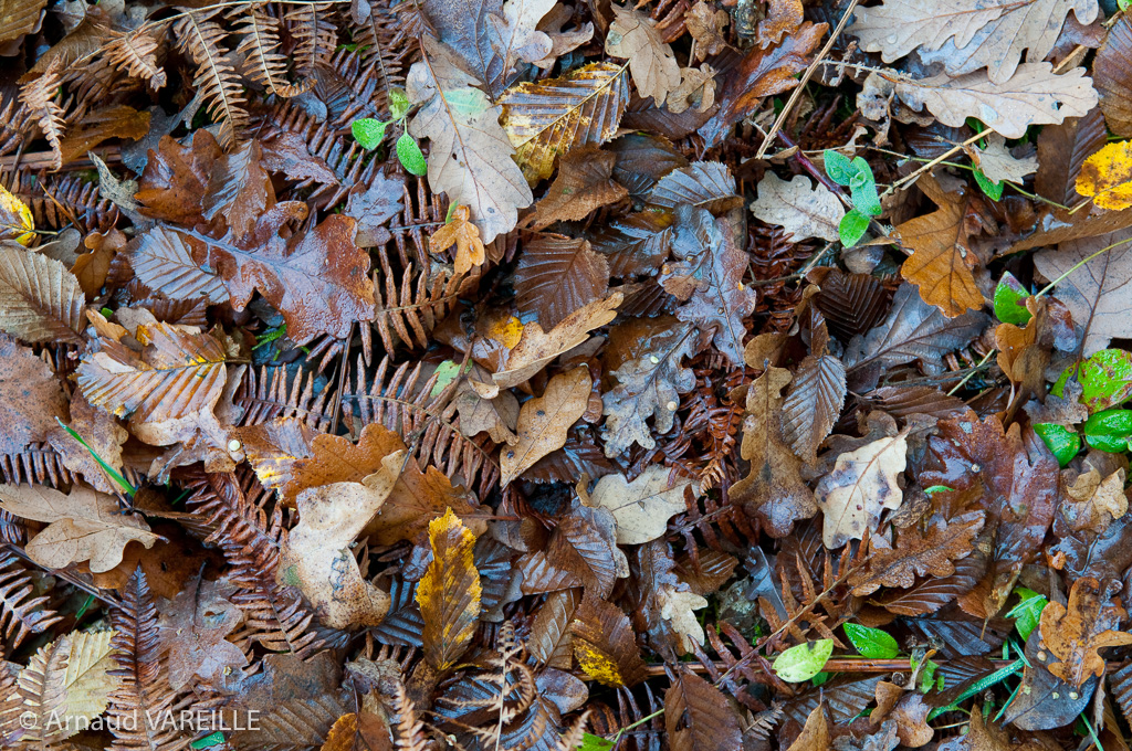 France - Loiret - Forêt d'Orléans