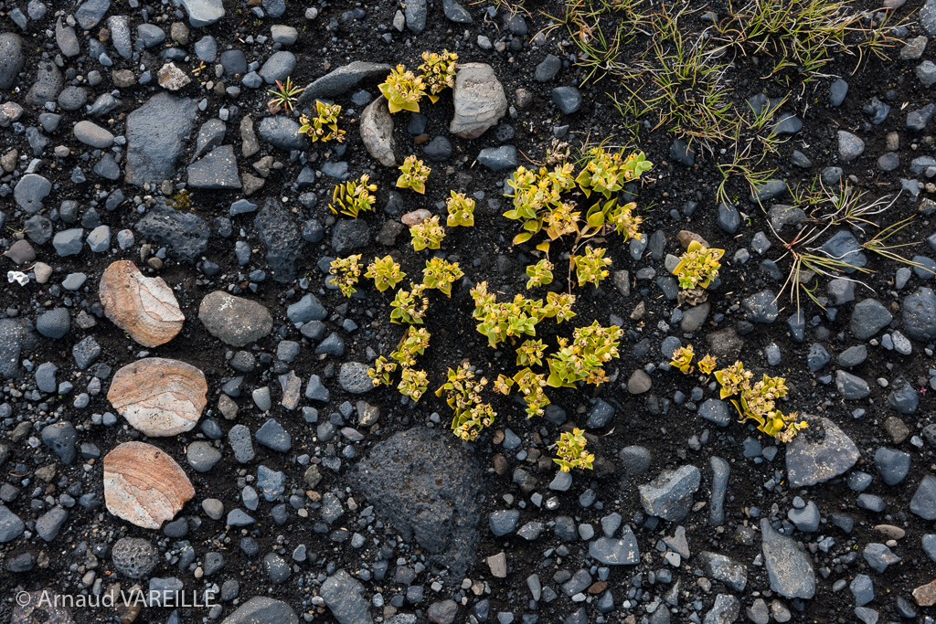 Islande - Région Est - Skeiðarárjökull