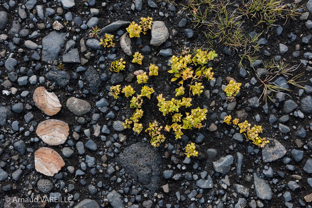 Islande - Région Est - Skeiðarárjökull