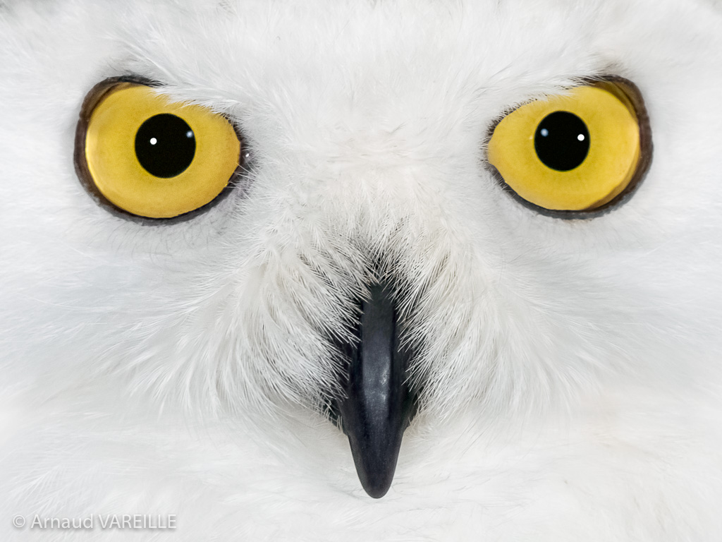 Chouette Harfang (Bubo scandiacus) - France – Alsace – Kintzheim - Volerie des Aigles