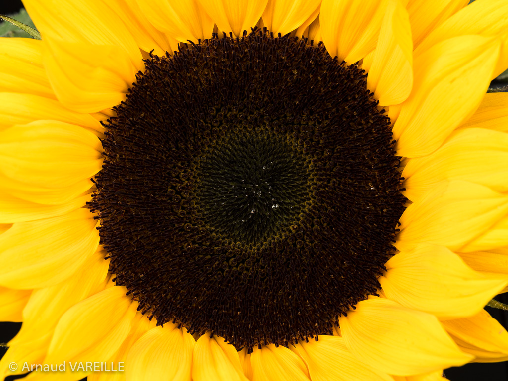 Tournesol - France – Var