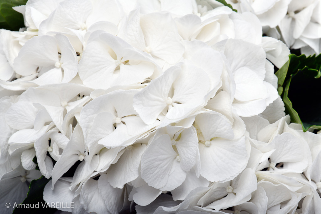 Hortensias blancs - France – Bretagne