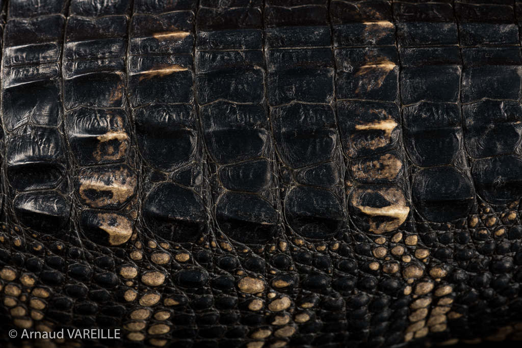 Alligator d’amérique (Alligator mississippiensis) - France – Région parisienne - La Ferme Tropicale