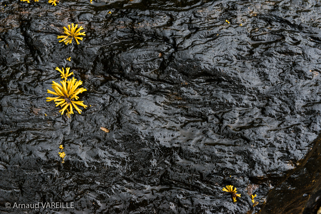 Pelvétie (algue) sur Rocher à marée basse - Ecosse - Argyll - Loch Fyne